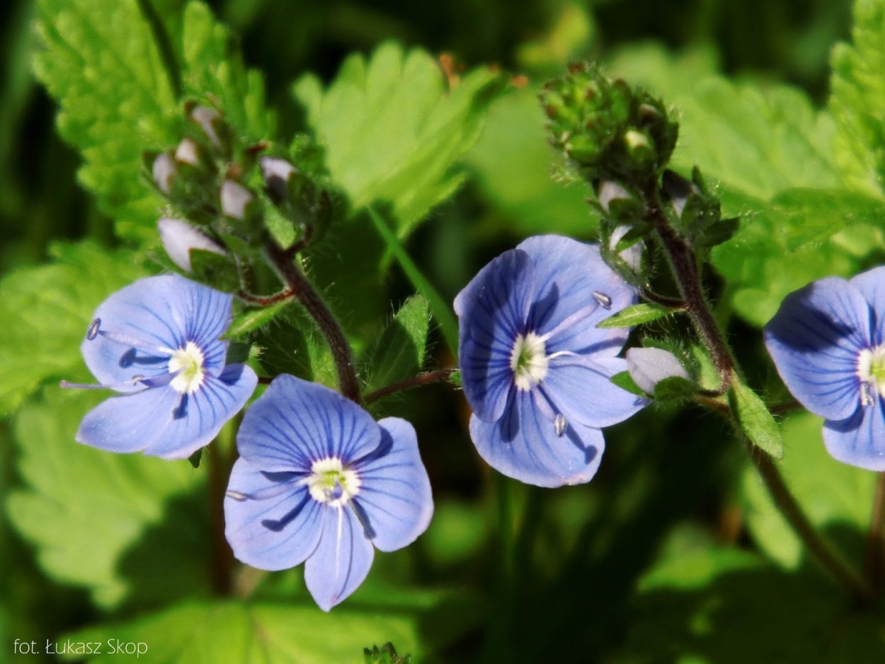 Лечебная трава синенькие цветочки