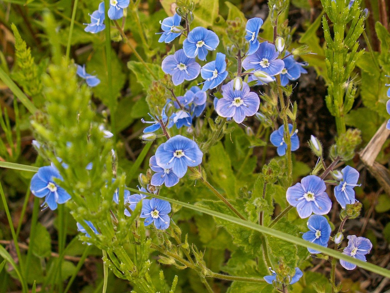 Незабудка Полевая сорняк