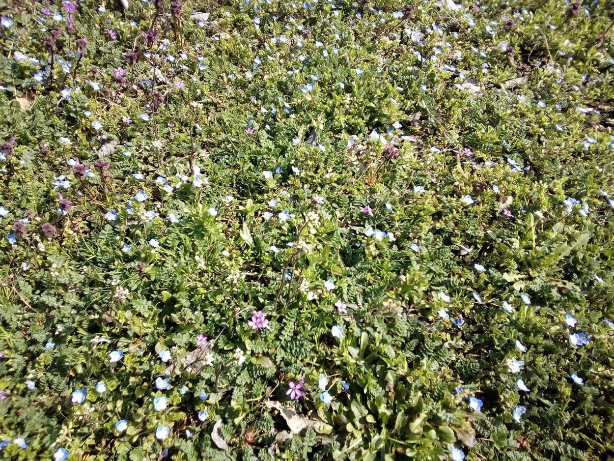 Синеголовник соцветие