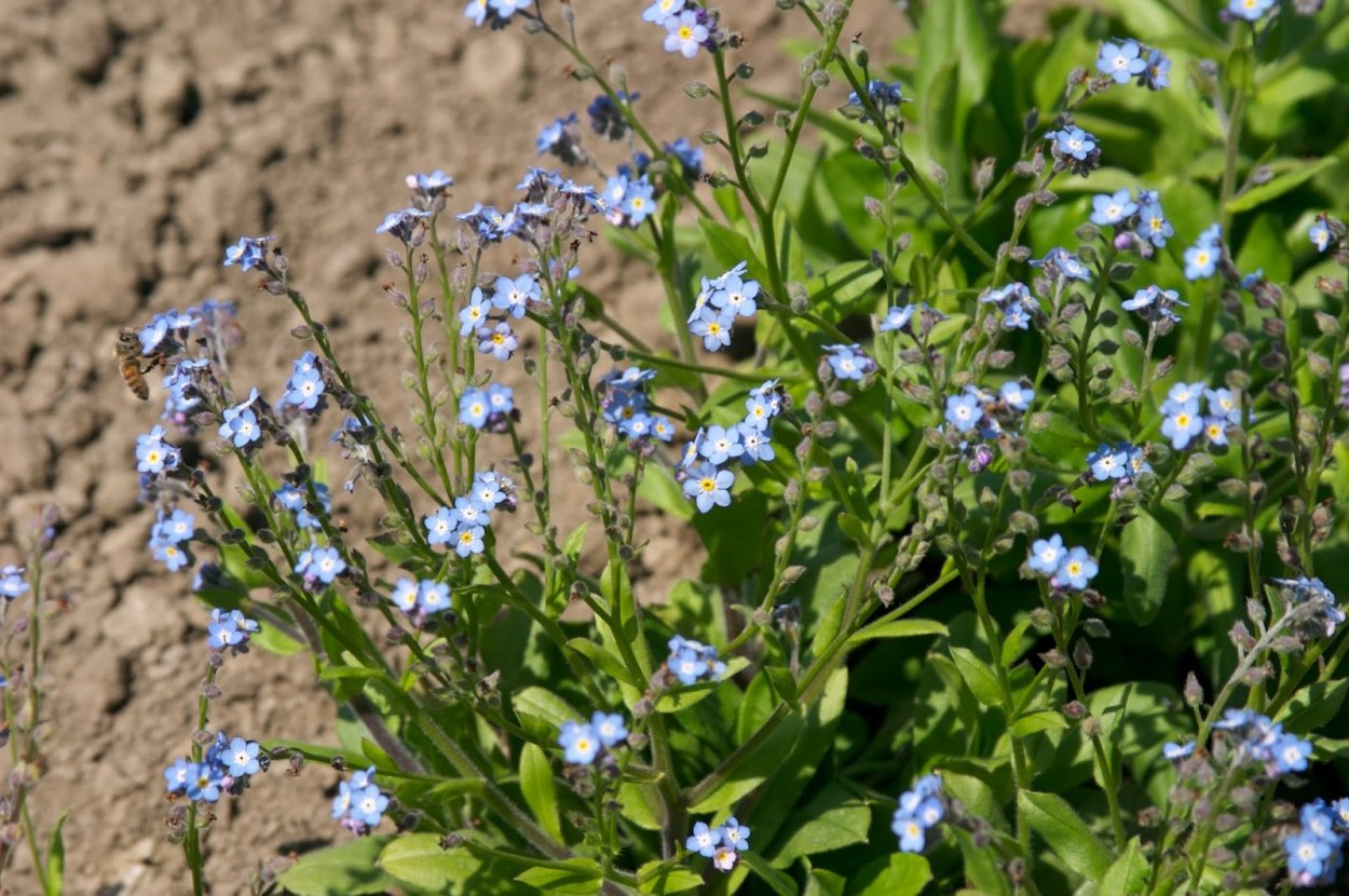 Трава Вероника Дубравная