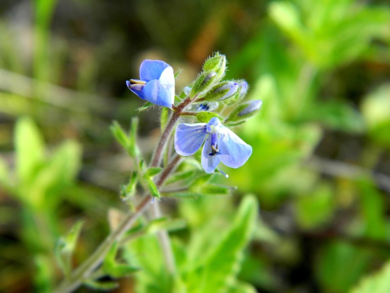 Вероника ползучая шелковая