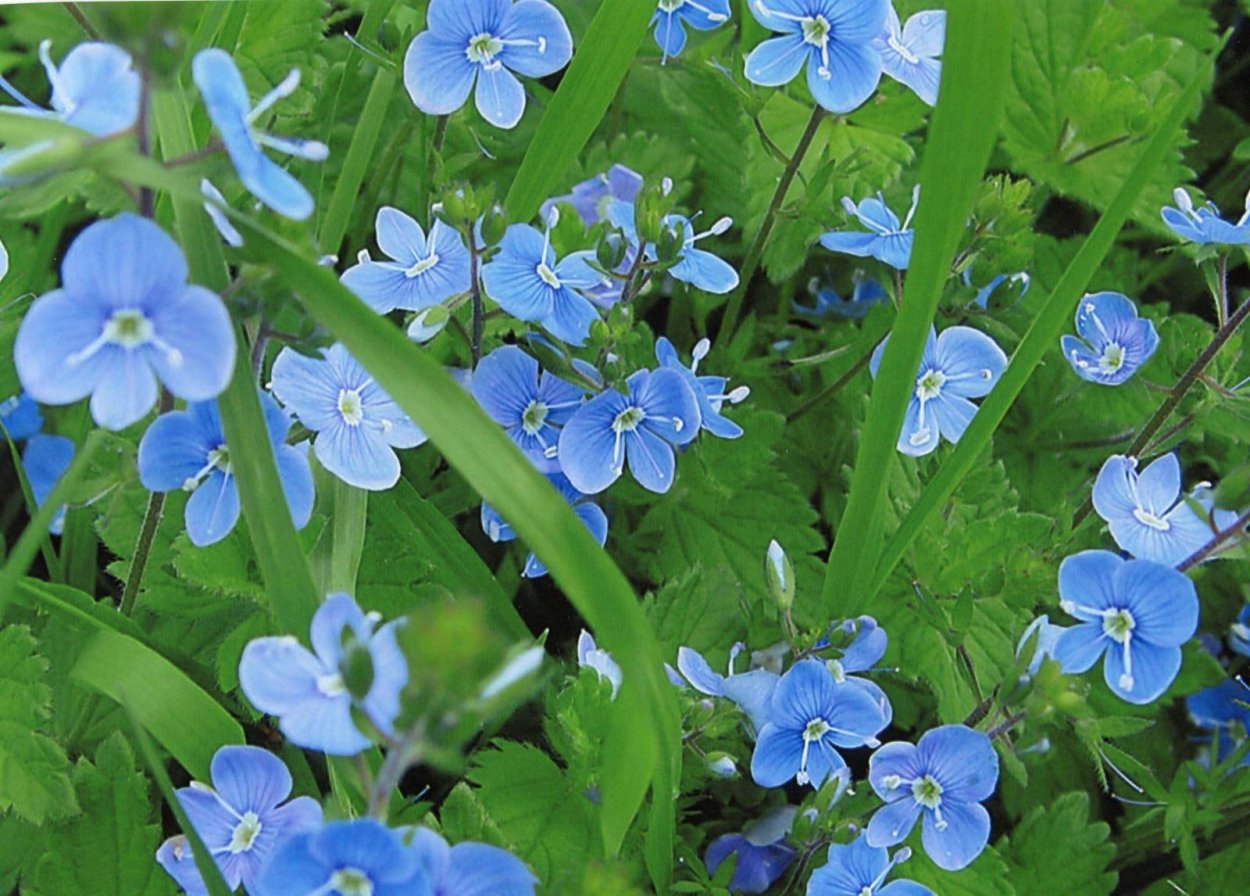 Сорняк синяк обыкновенный