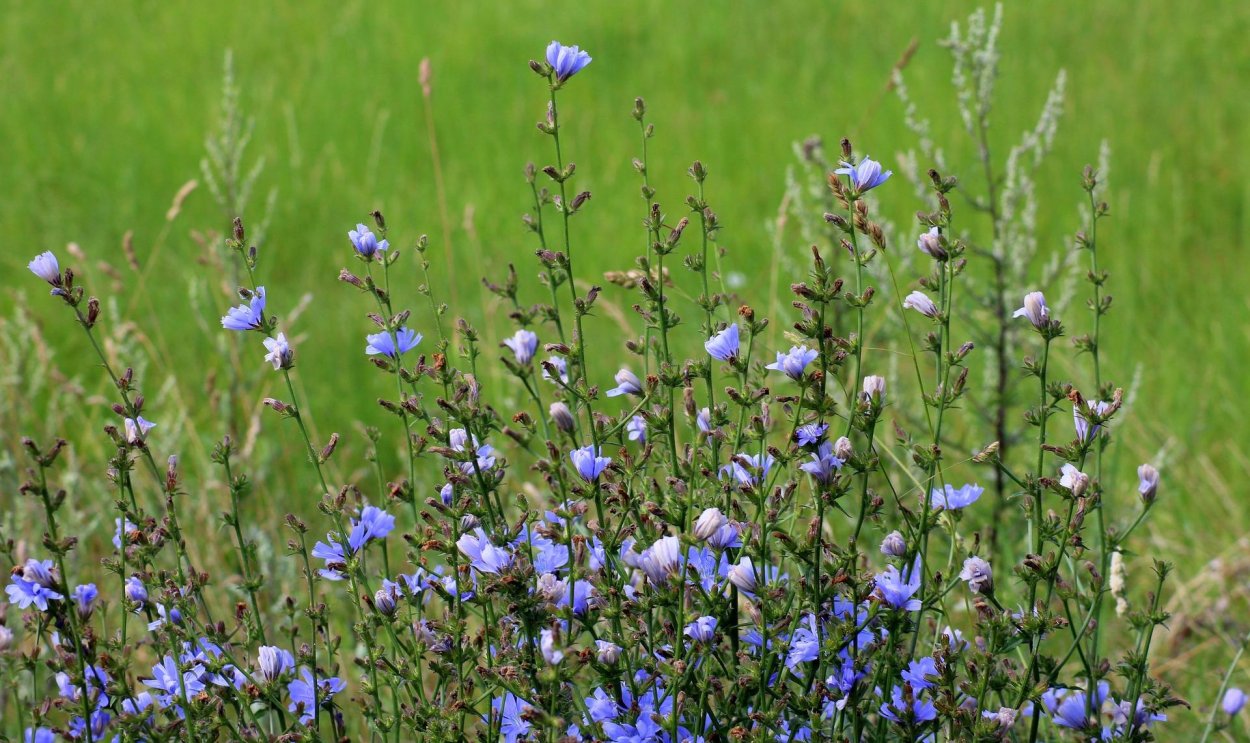 Сорняк с голубыми цветами