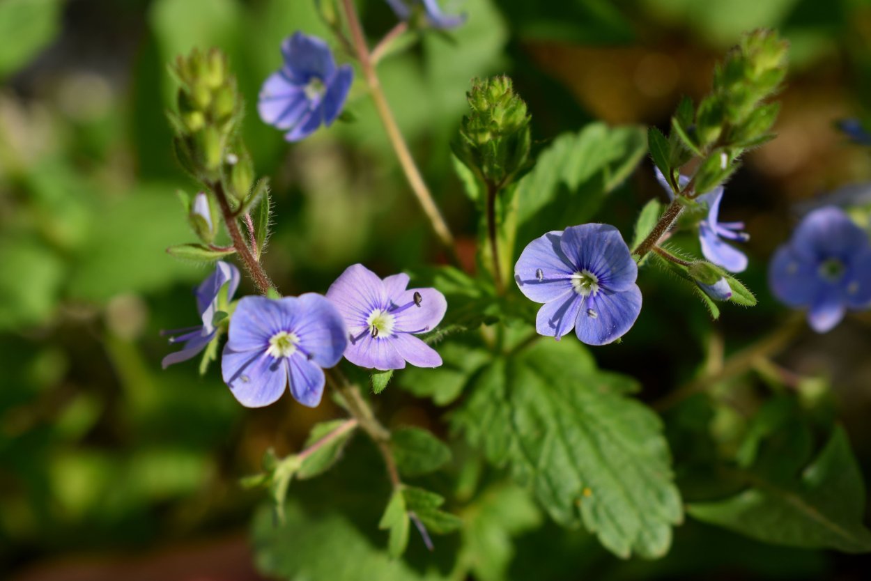 Вероника Австрийская 'Knallblau'