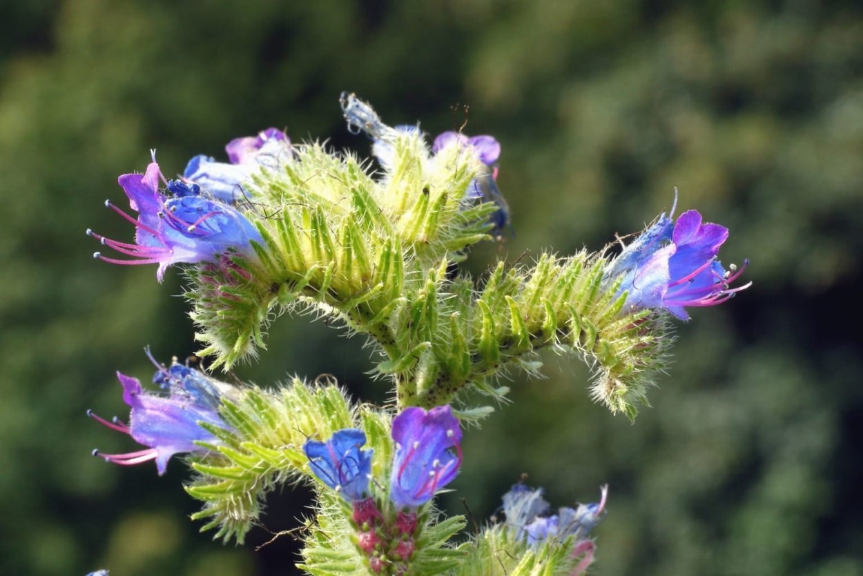 Будра плющевидная