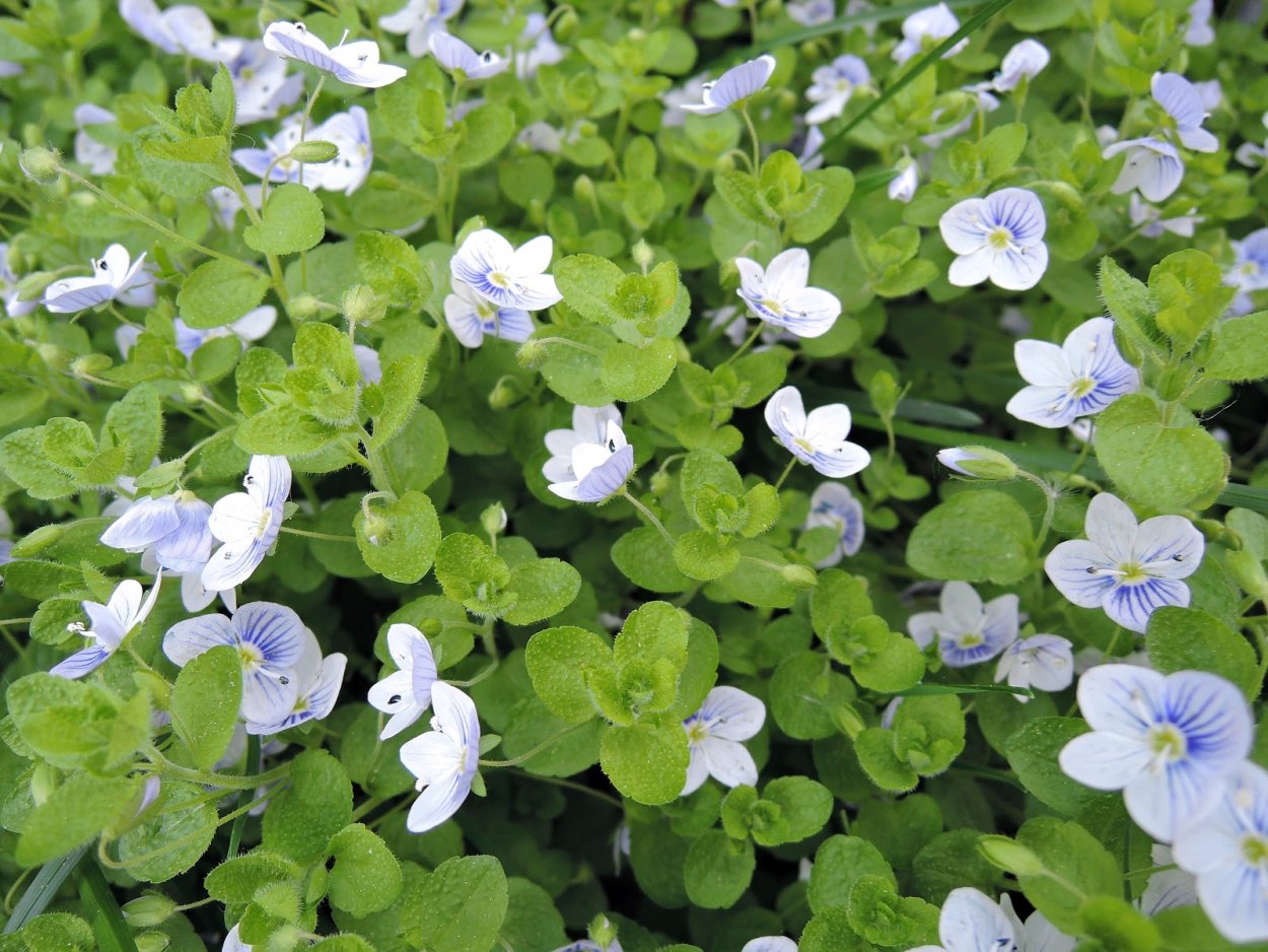 Блюбелл цветок