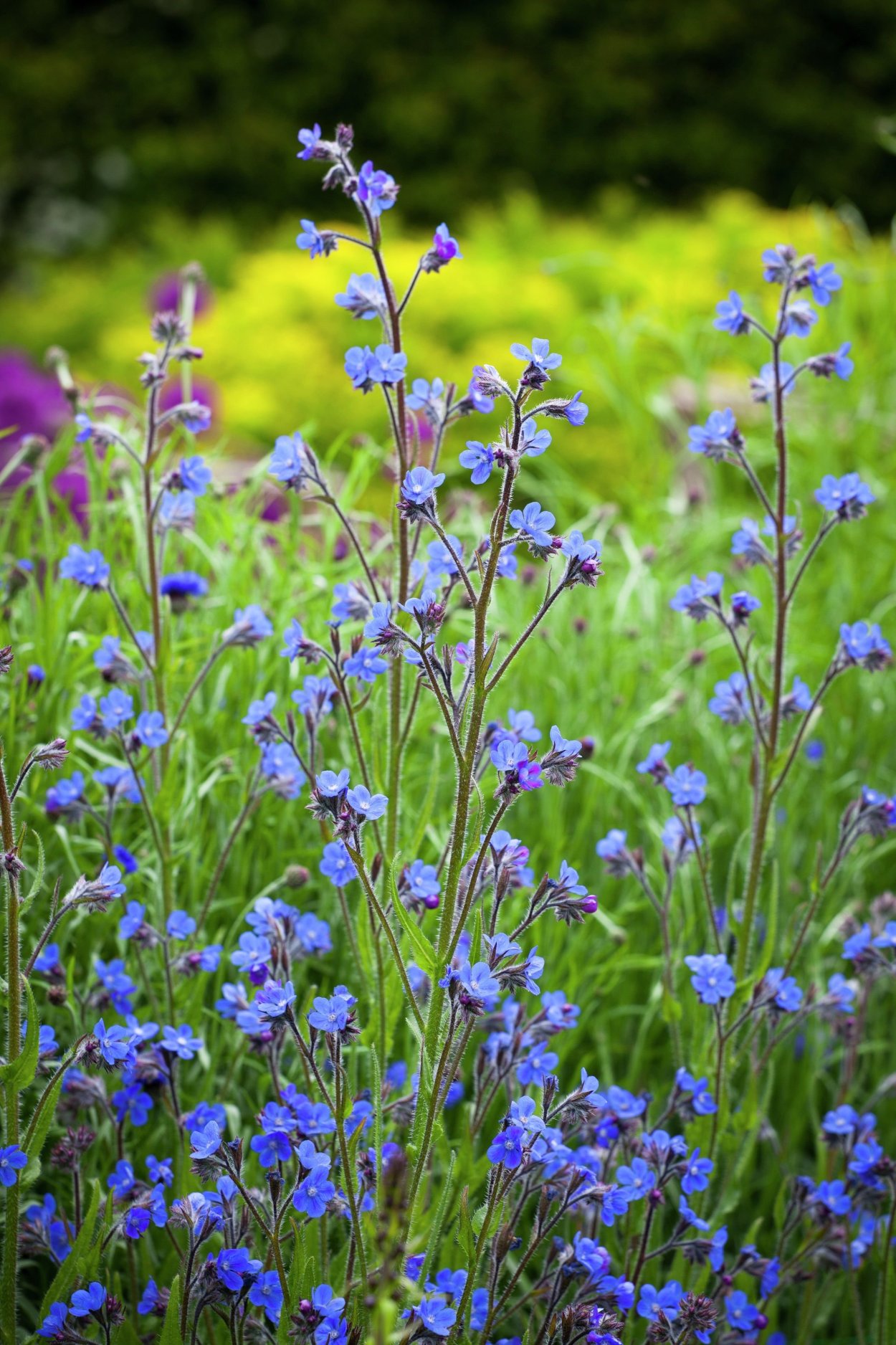 Синяк обыкновенный Плантариум