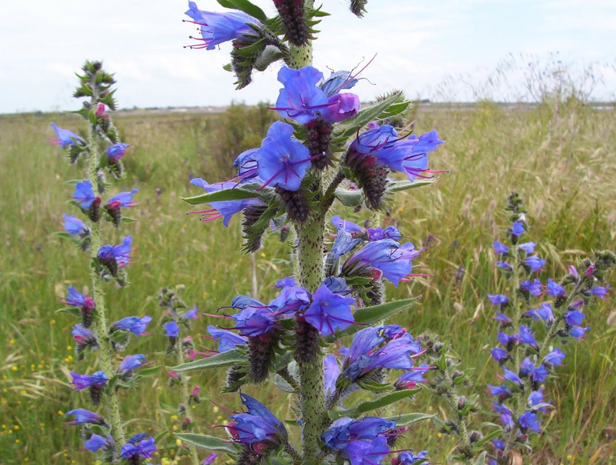 Почвопокровное Луговой