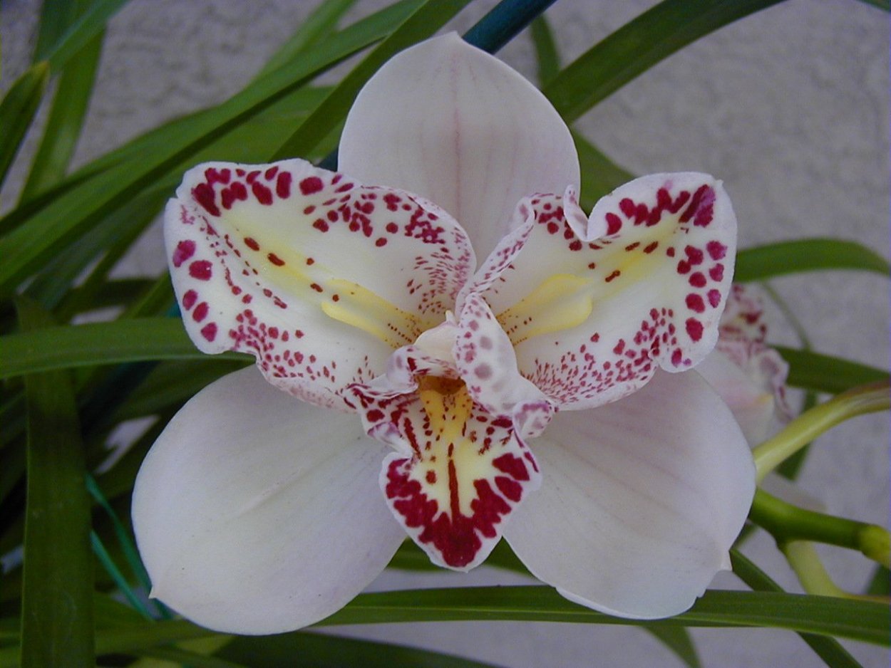 Фаленопсис Сого Юкидан розовый