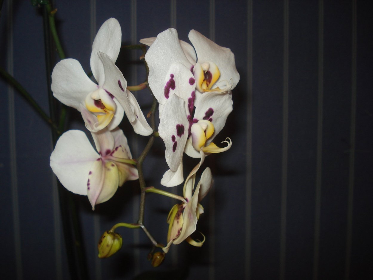 Фаленопсис Амабилис Phalaenopsis amabilis