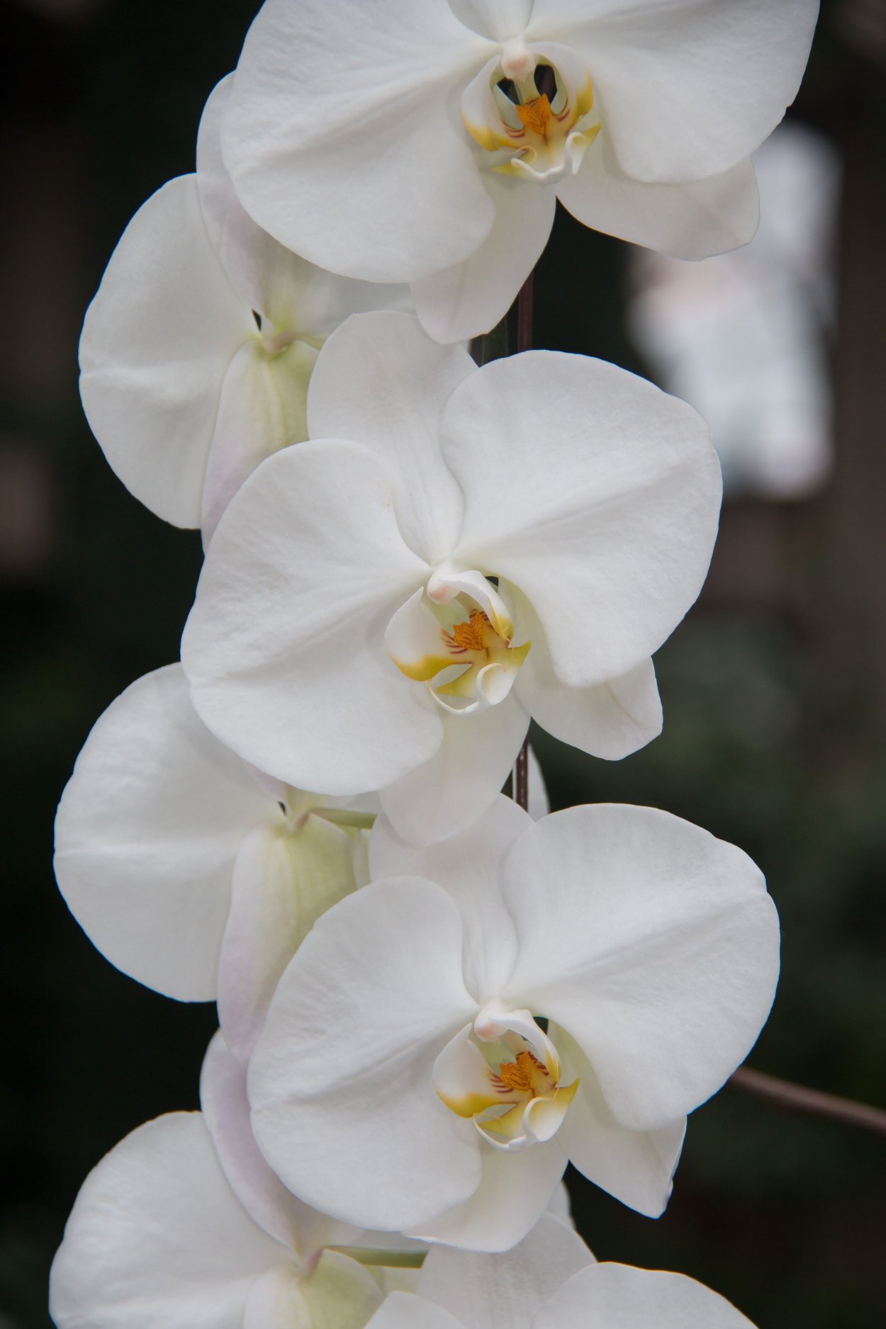 Phal. Sogo Yukidian 'v3'