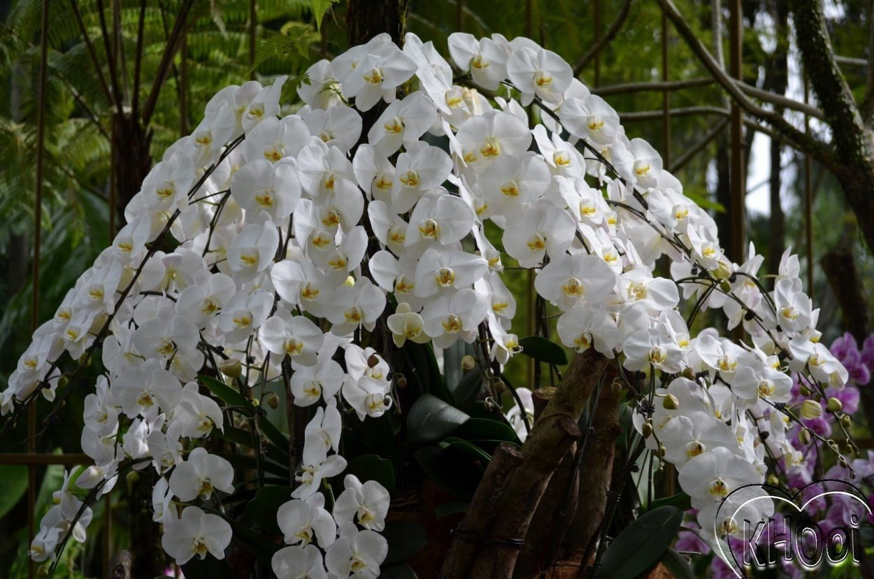 Сого Юкидан бабочка