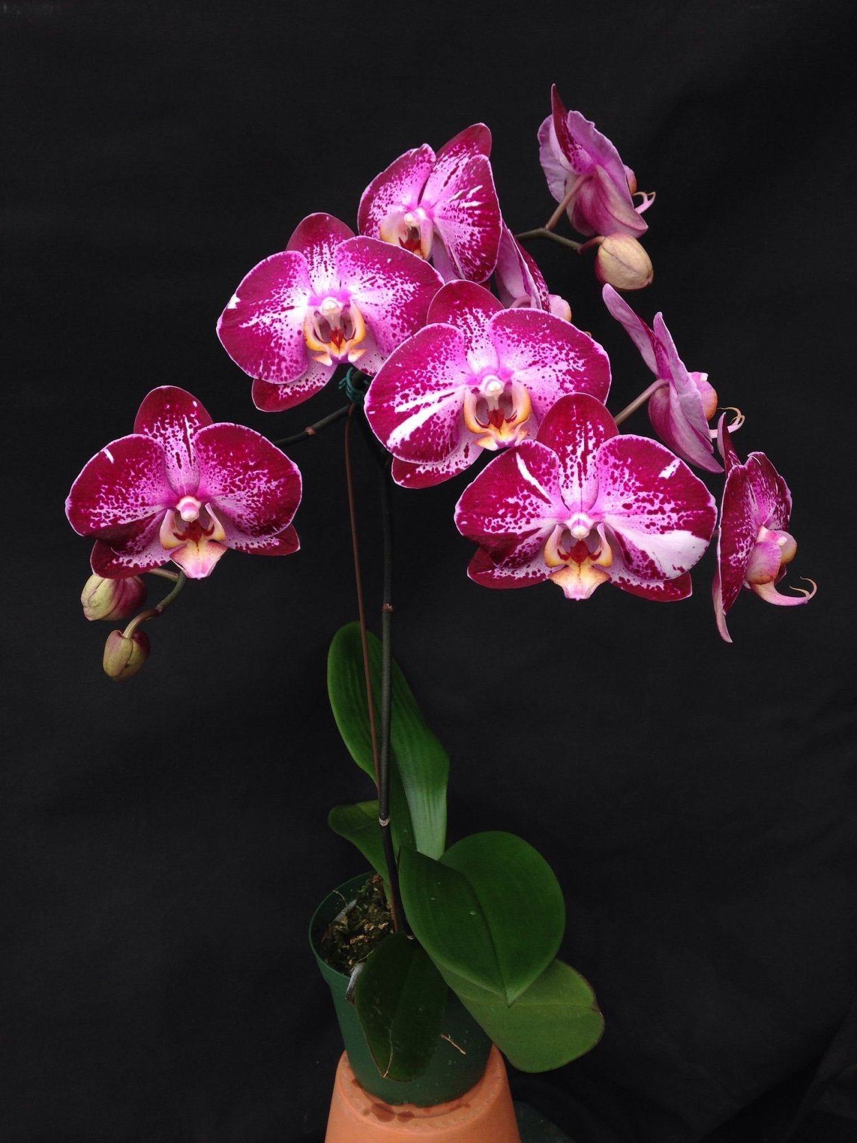 Фаленопсис Цветущий