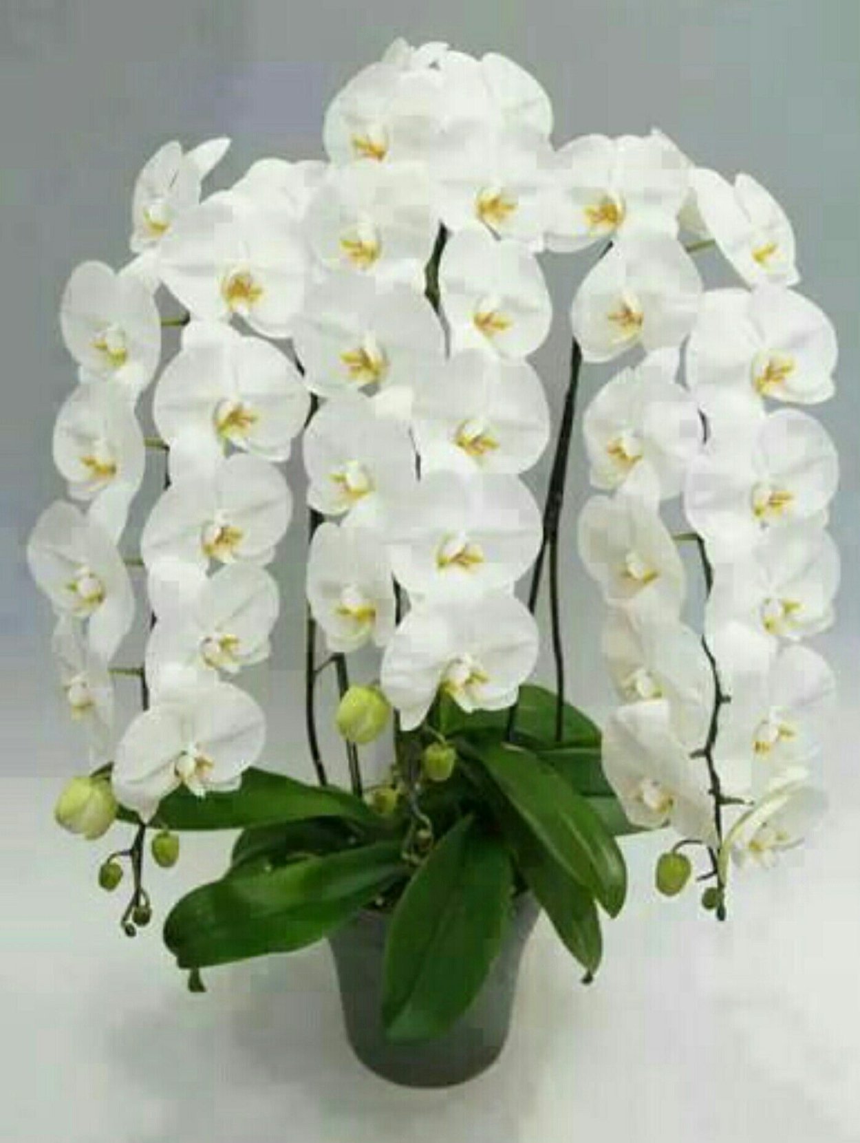 Phalaenopsis Malibu Imp