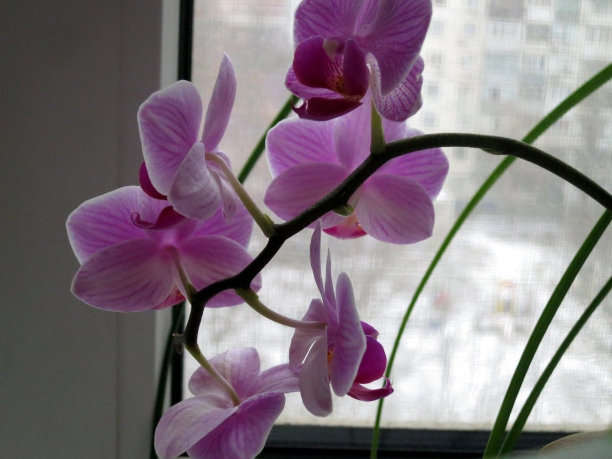 Phal. Little Gem Stripes пелорик