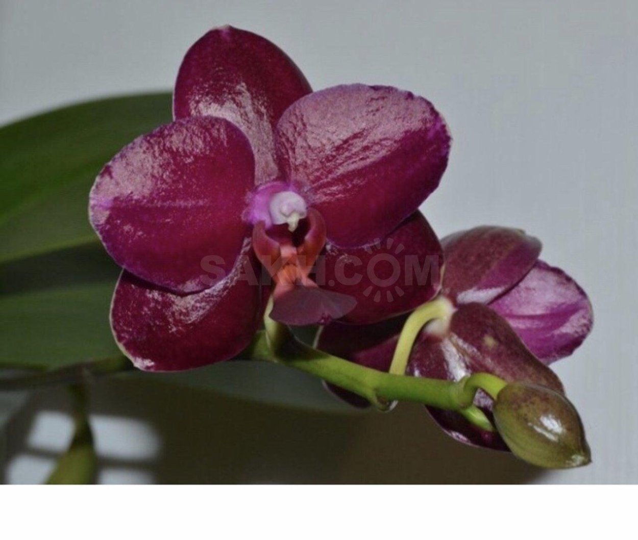 Орхидея Phalaenopsis legato