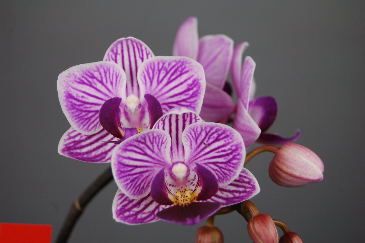 Фаленопсис Каскад Уайт