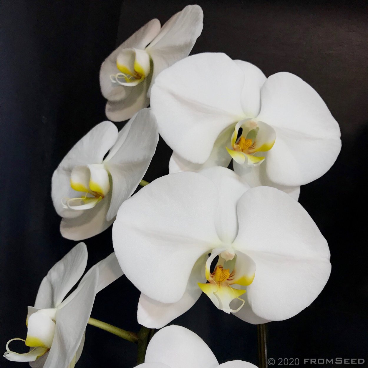 Фаленопсис Сого Юкидан