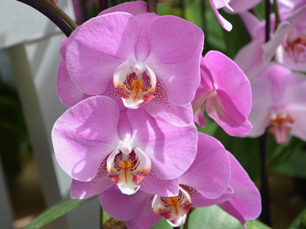 Фаленопсис Амабилис Phalaenopsis amabilis