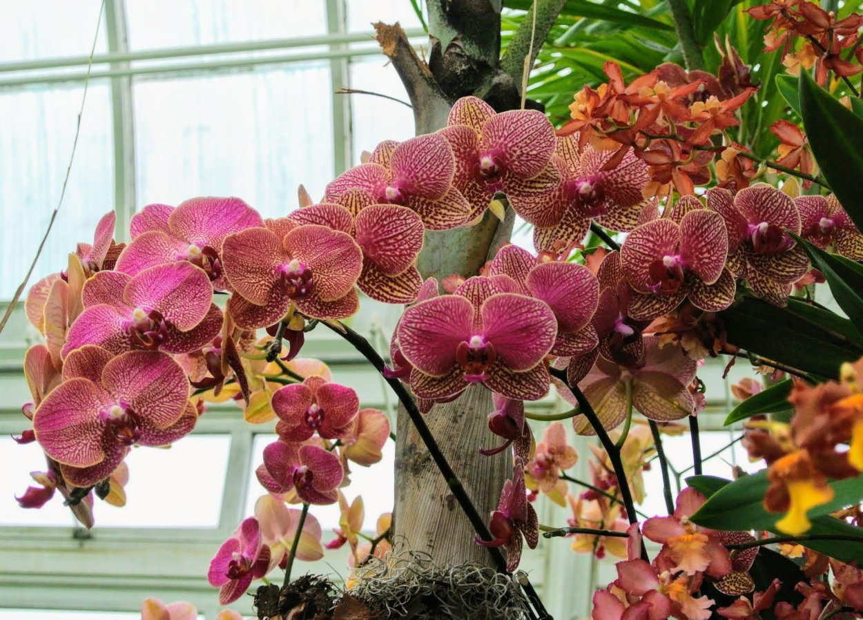 Фаленопсис Сого