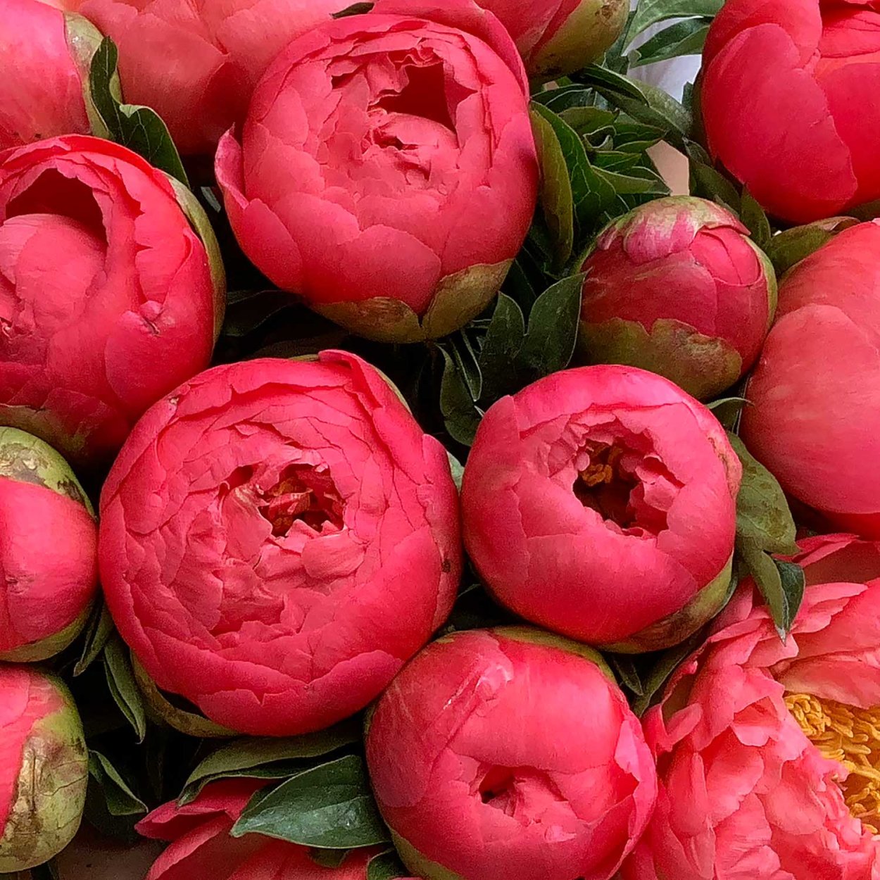 Пион Джонсон