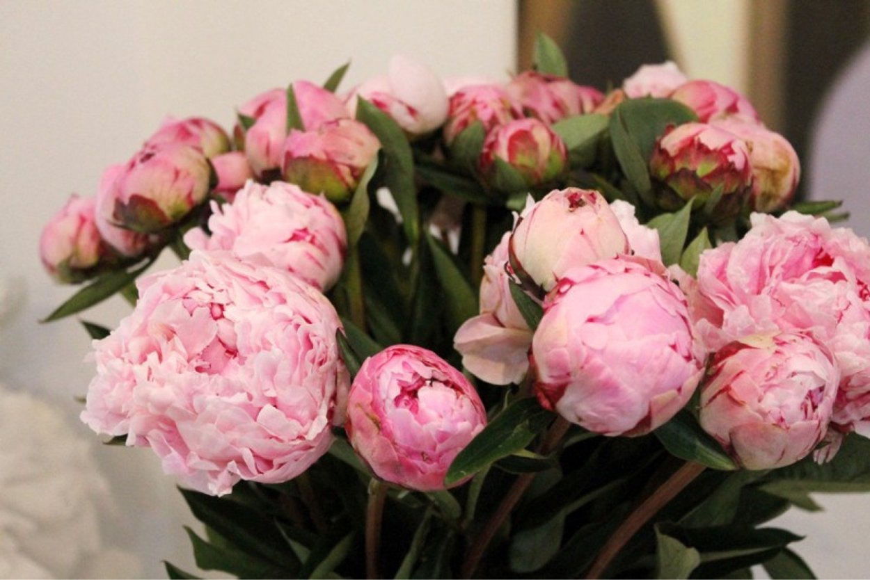 Бутоны пионов и тюльпанов
