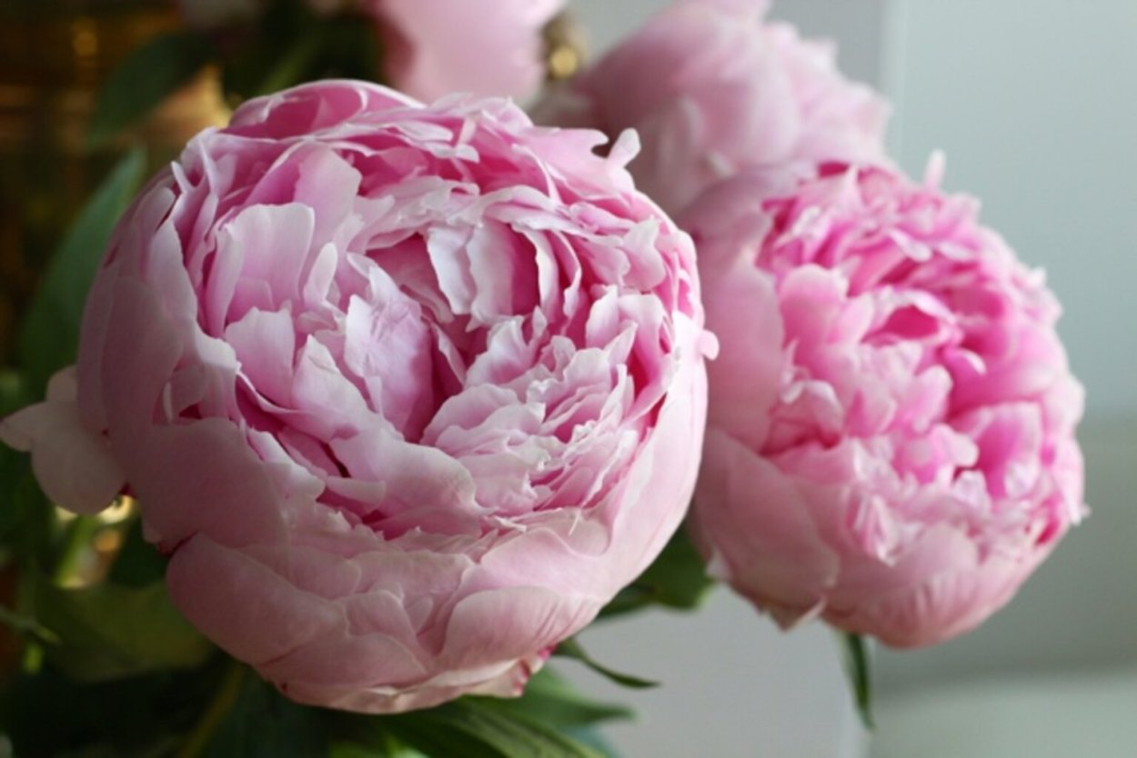 Пионы шаровидные букет