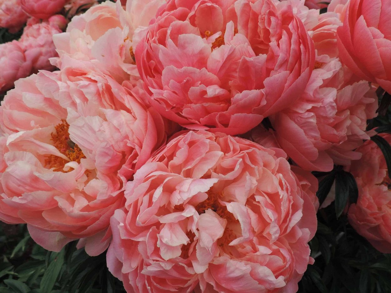 Фоамиран пион