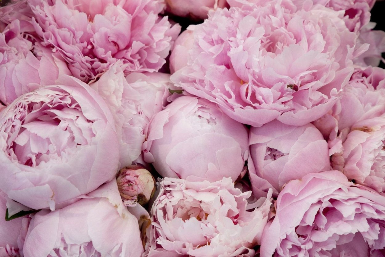 Пион ред Санделвуд смог