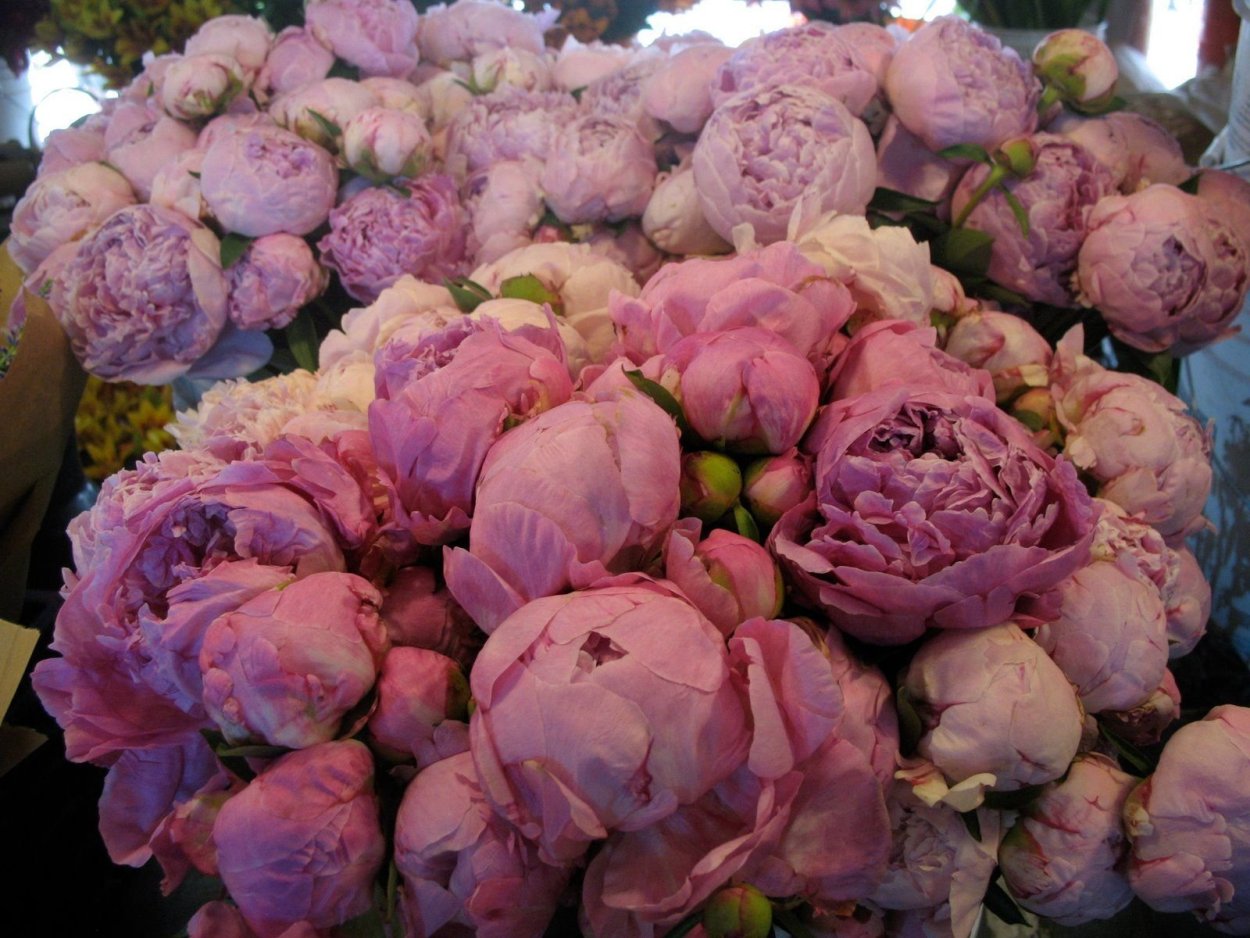 Пионовидная роза Peony Pink