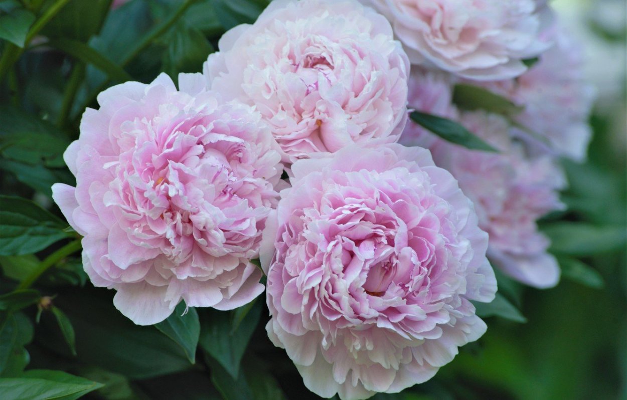 Пион Сара Бернар