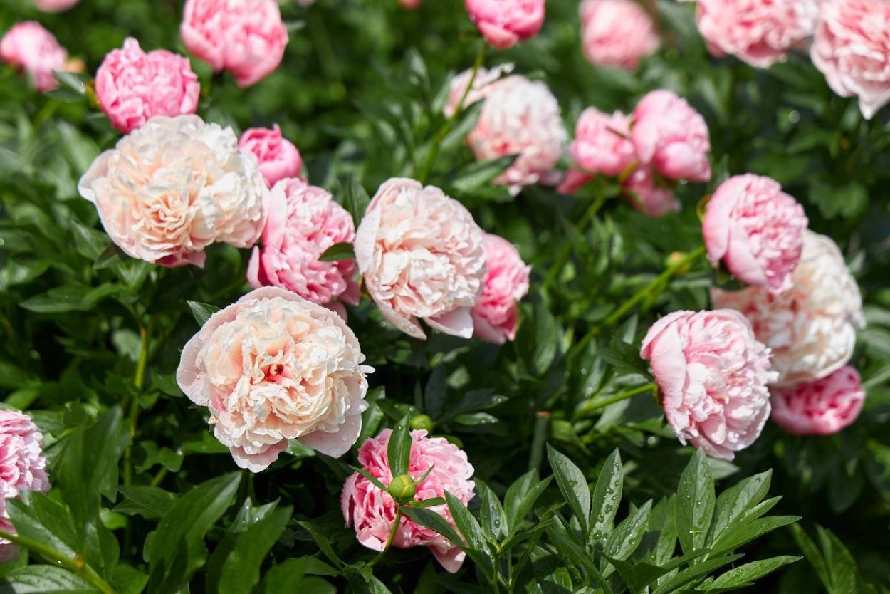 Пион сорт коралл