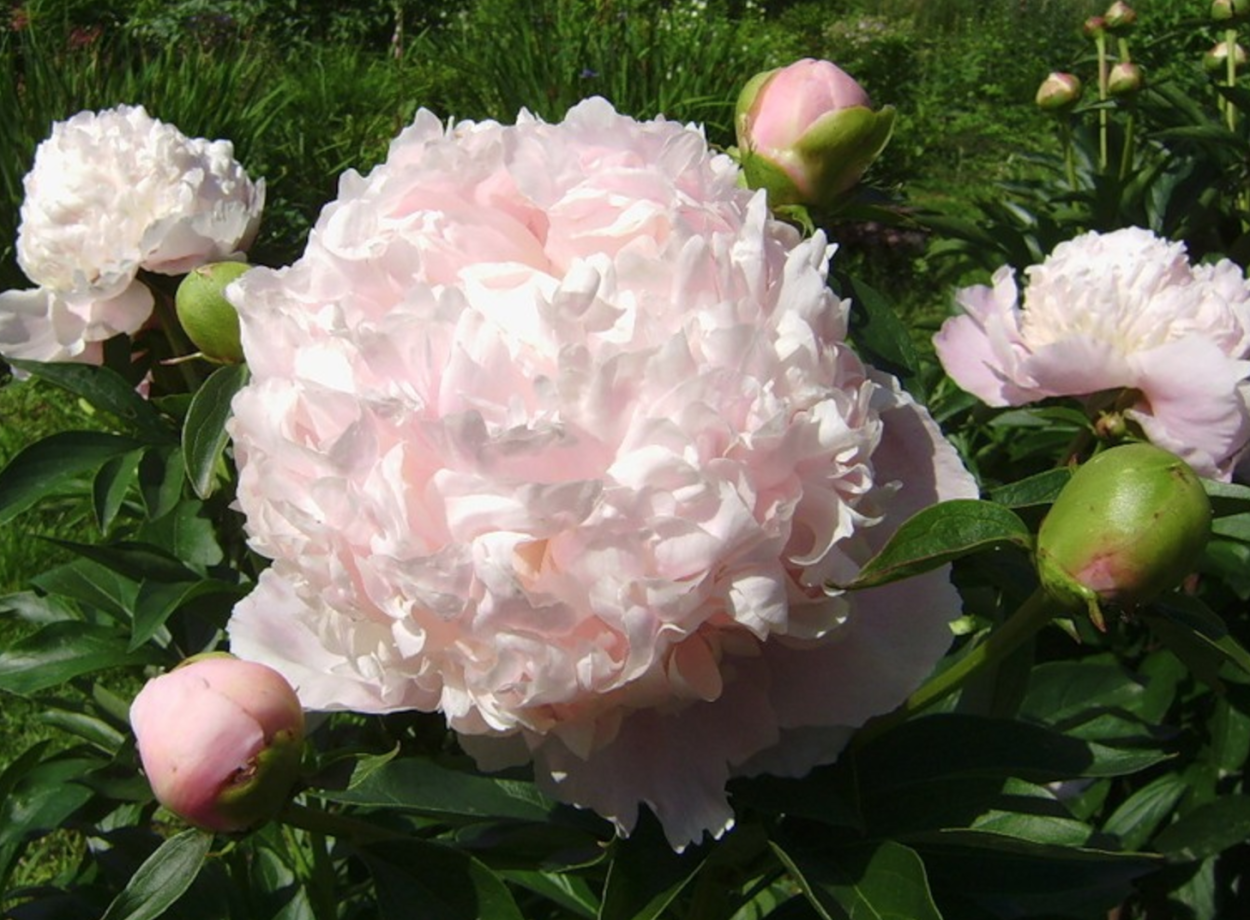 Пионы Голландия