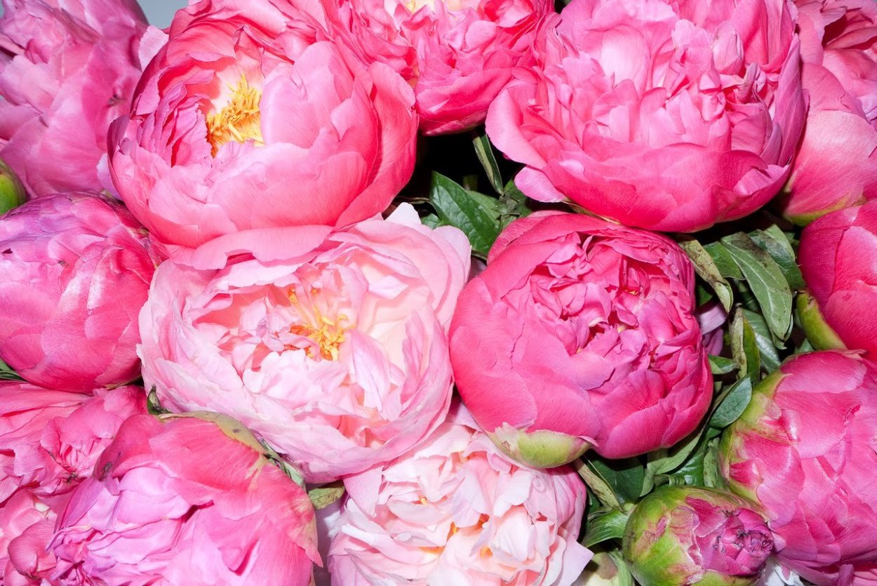 Пион Имакулее