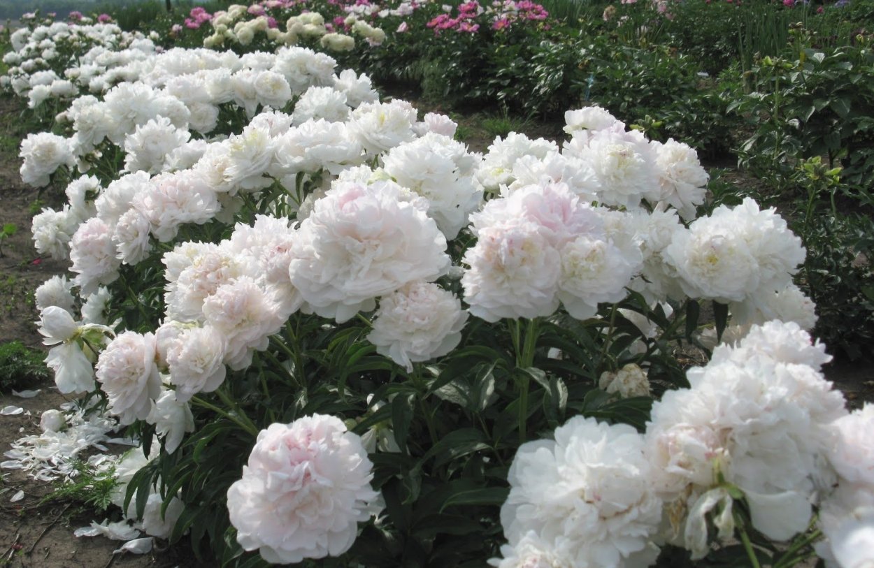 Охапка пионов