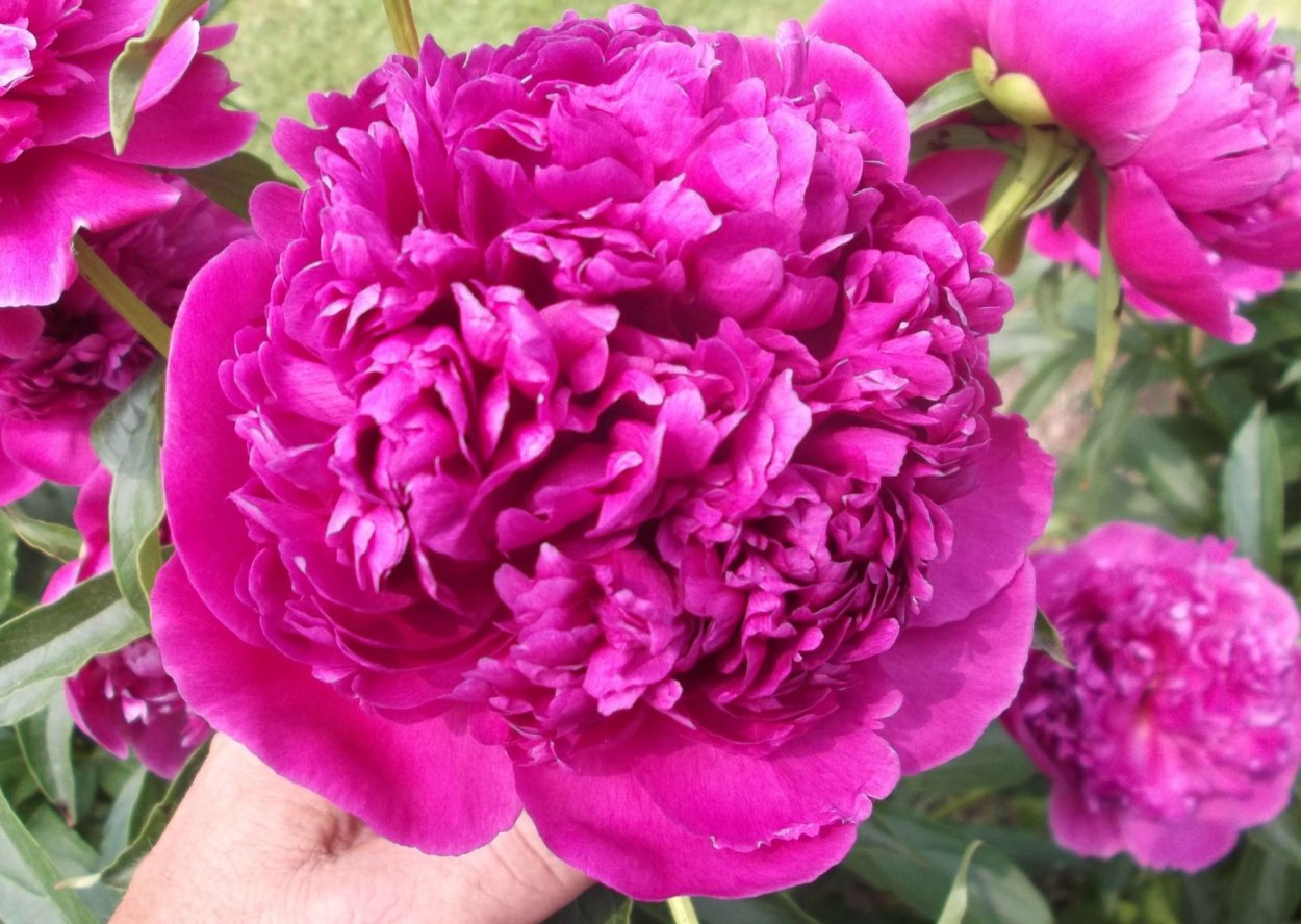 Классификация пионов сорт