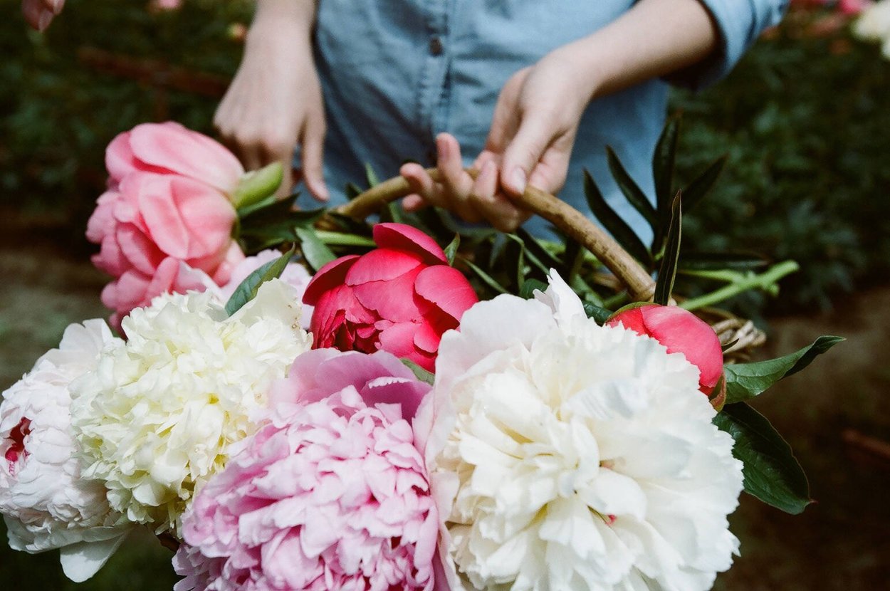 Пион молочноцветковый Блэк Бьюти