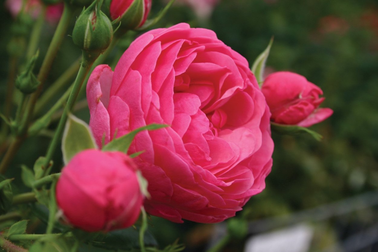 Пион молочноцветковый Вог