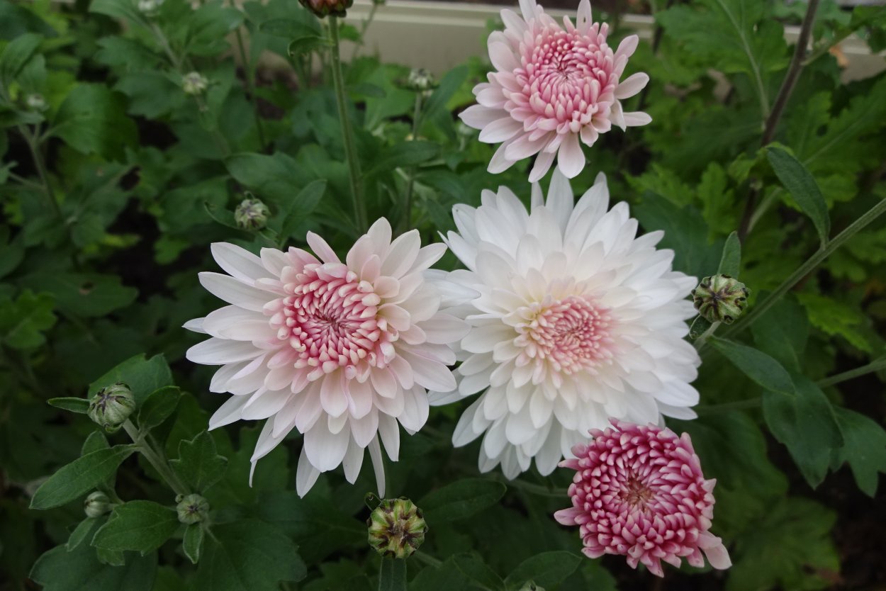 Хризантема корейская Парижанка