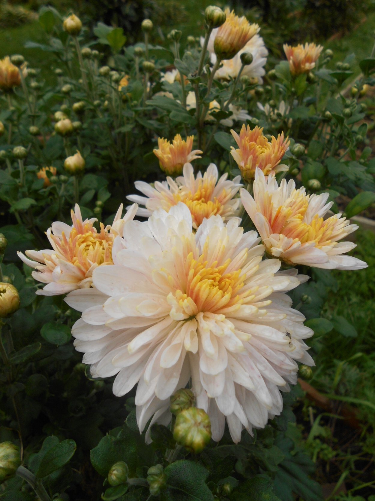 Хризантема Ванилла