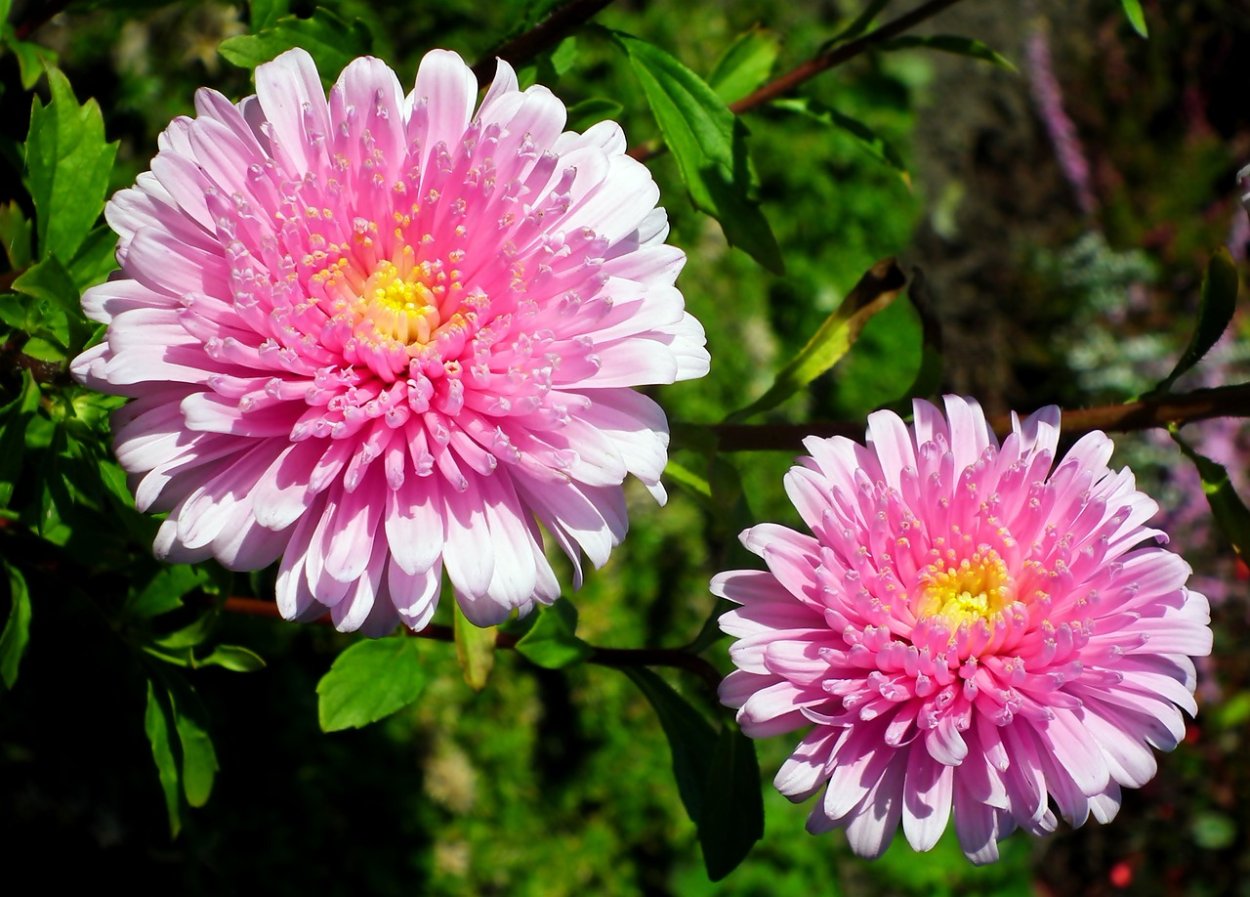 Хризантема корейская Лемуния