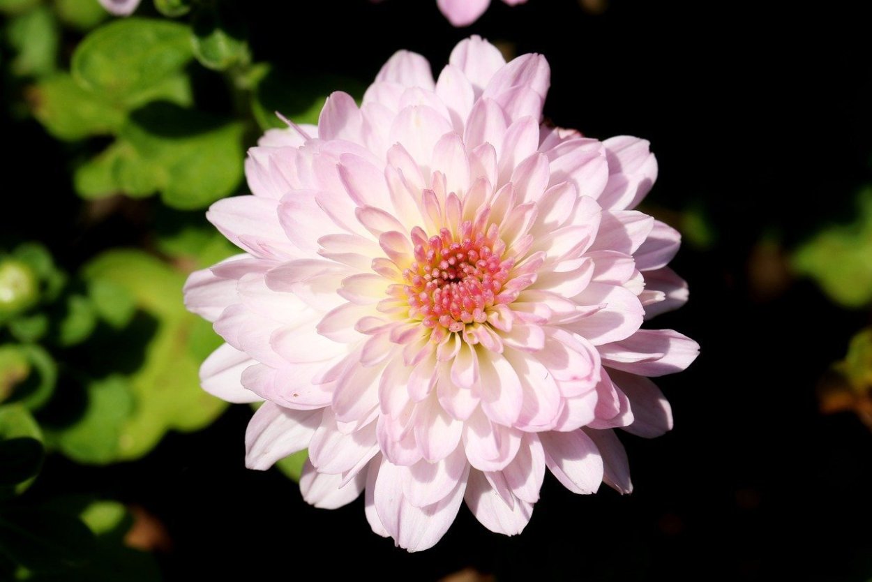 Хризантема Wilhelmina