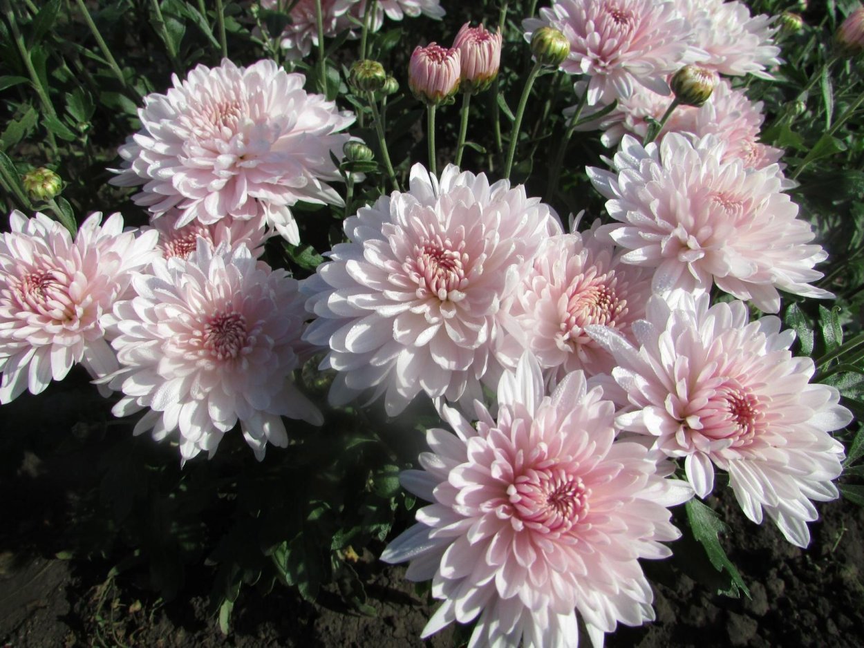 Хризантема индийская Фуджи бронз