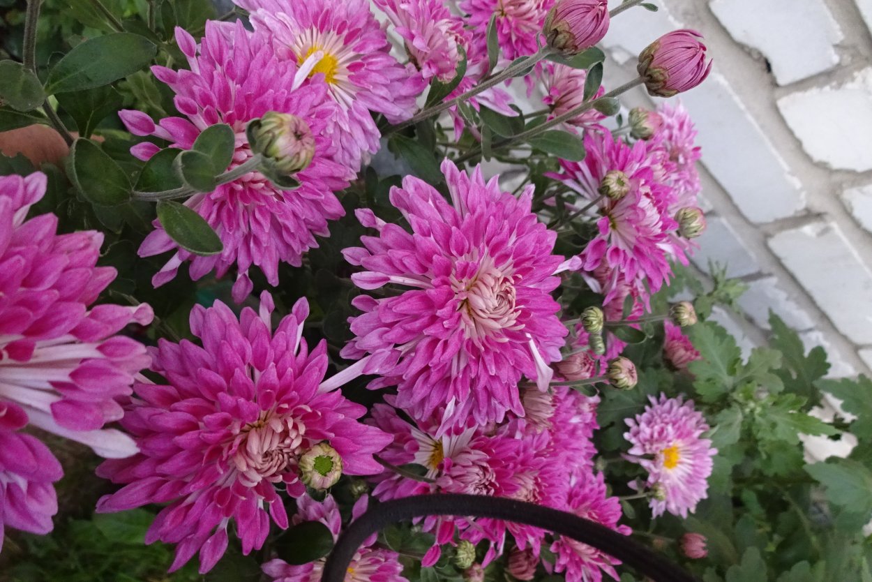 Хризантема Яблоневый цвет