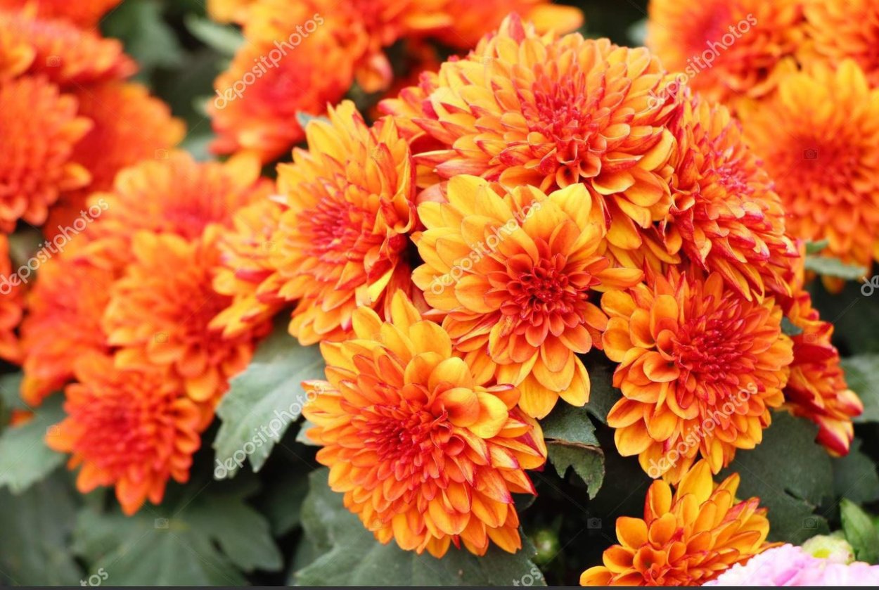 917 Яблоневый свет Хризантема