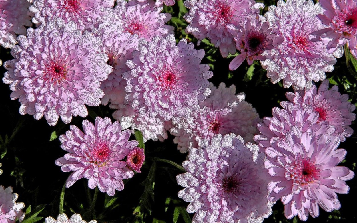 Хризантема Морозко