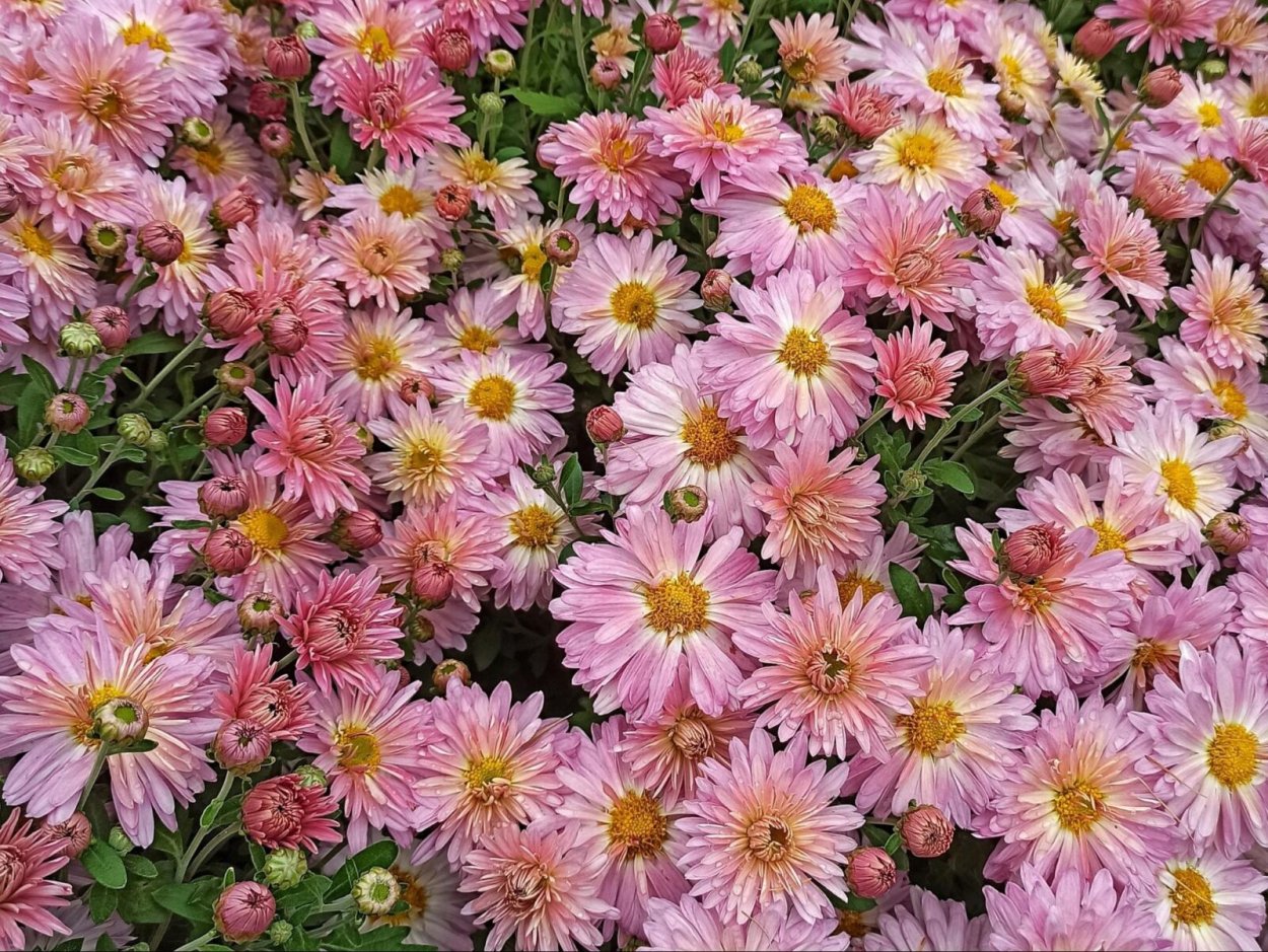 Гибрид астры и хризантемы