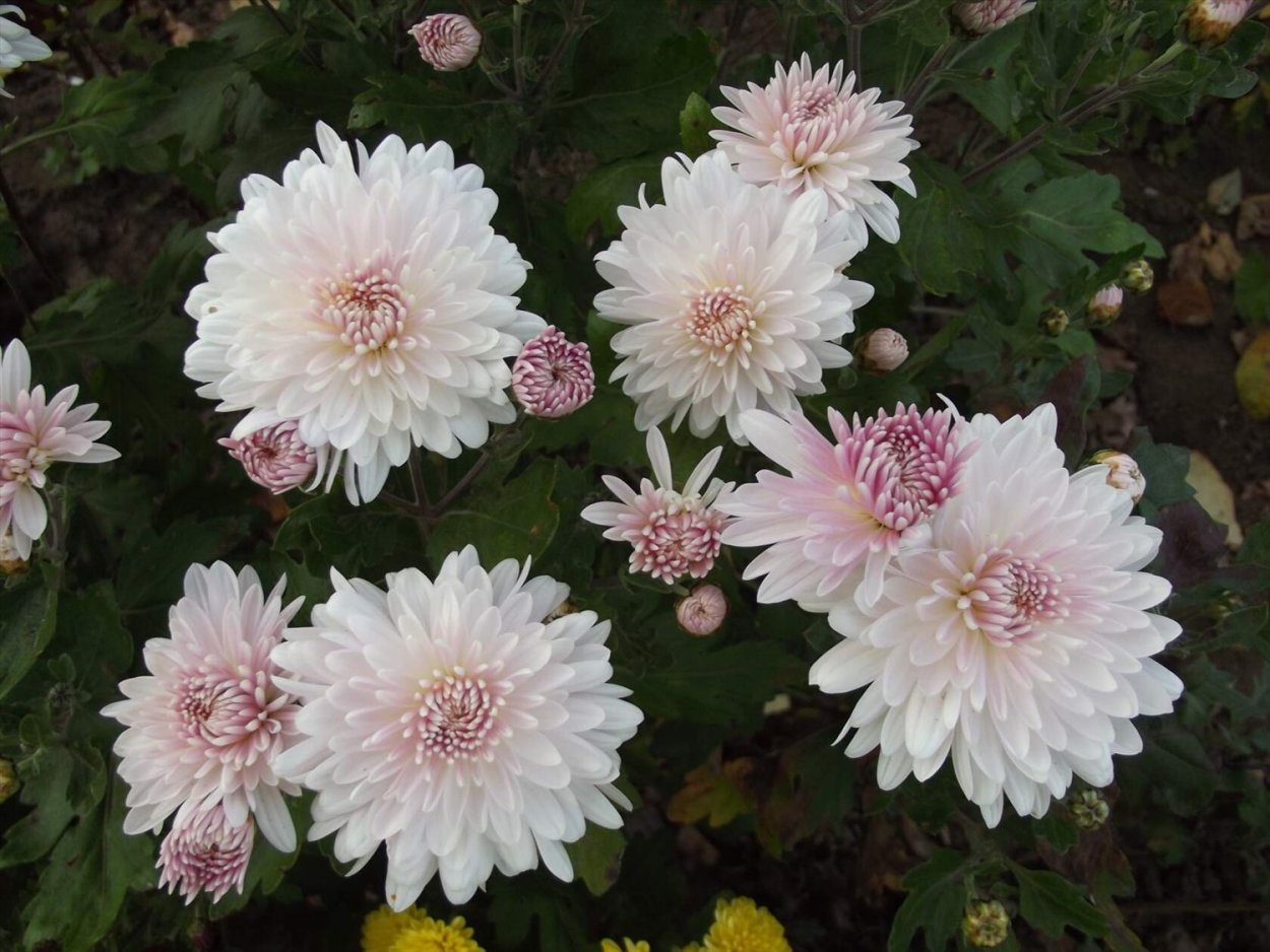 Хризантема корейская зефир