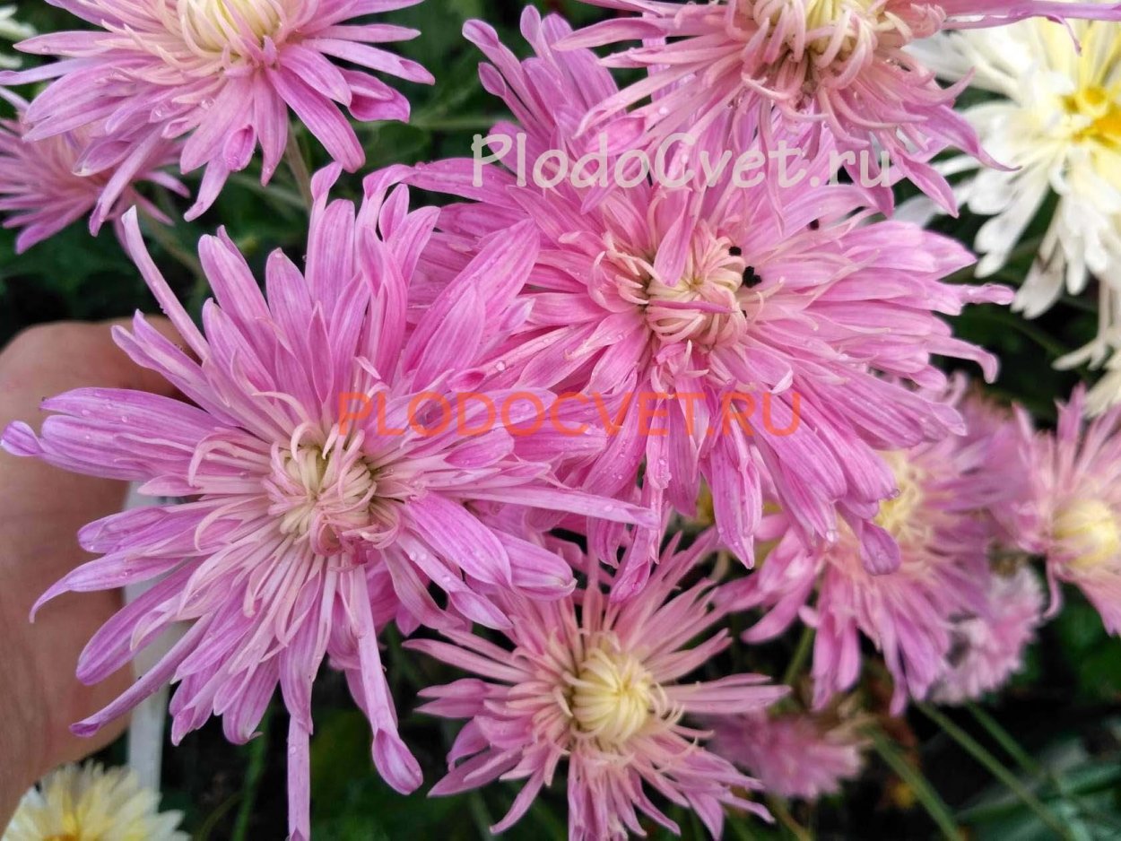 Хризантема корейская «Седая леди»