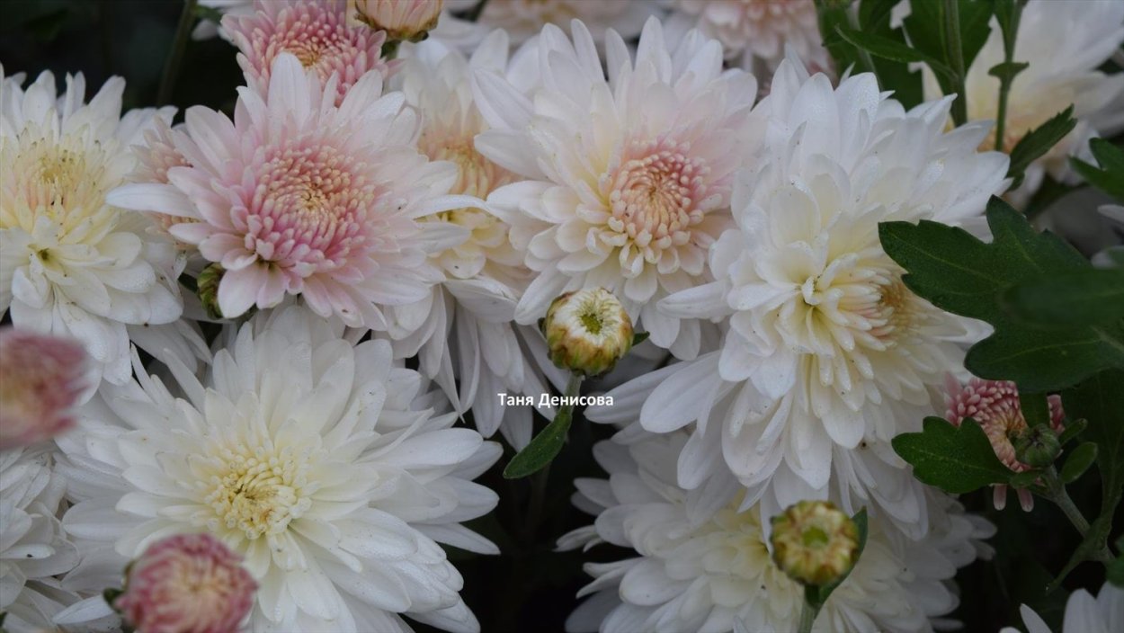 Хризантема корейская Яблоневый цвет